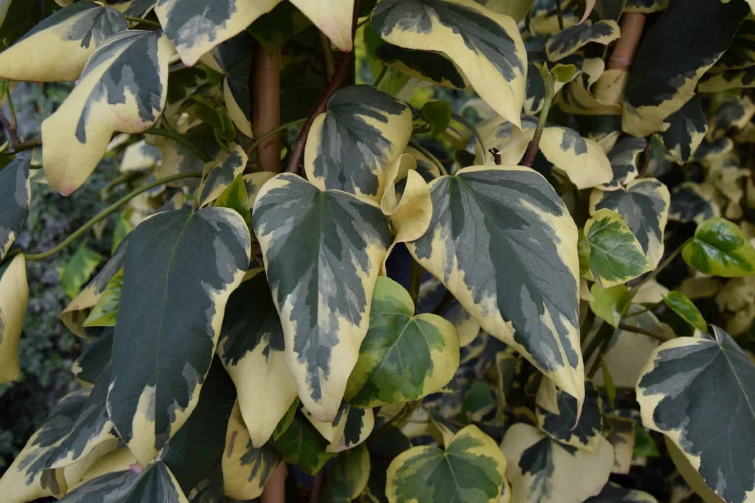 Hedera colchica 'Dentata Variegata'